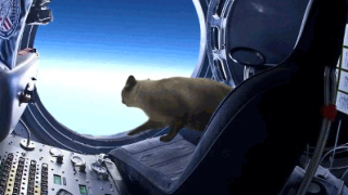 The Space Jump, Recreated by a Cat
